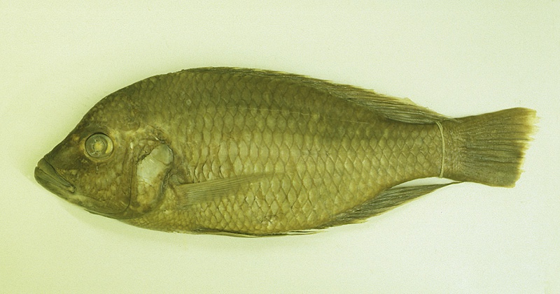 Trematocranus labifer